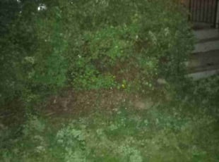 Heather V.'s Bush Trimming service result