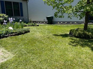 Mandy H.'s grass cutting service result