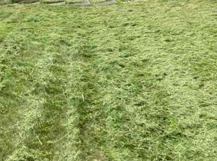 Lisa Y.'s turf maintenance service result