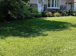 Ayneka H.'s grass maintenance service result