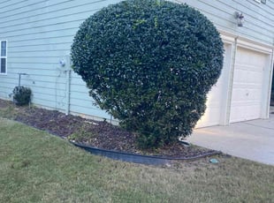 Matthew R.'s Bush Trimming service result