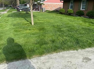 Robert B.'s turf care service result