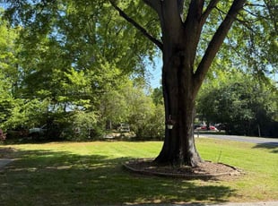 DeAnna H.'s lawn care services service result