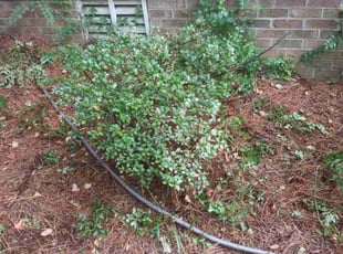 Lori F.'s Bush Trimming service result