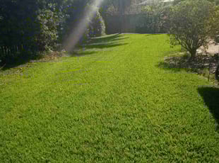Jennie S.'s grass maintenance service result