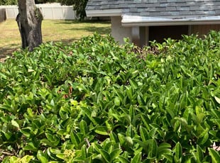 Dewayne P.'s Bush Trimming service result