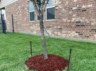 Elsie B.'s Tree Care service result