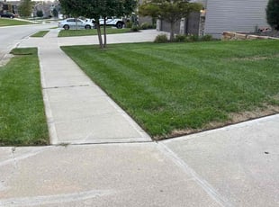 Dawnyale S.'s turf care service result