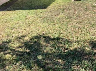 Lisa L.'s lawn maintenance service result