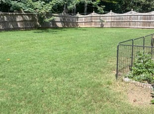 Nazima H.'s lawn care service result