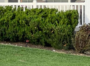 Marli M.'s Bush Trimming service result