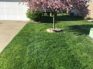 Holly B.'s turf care service result