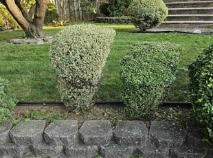 David M.'s Bush Trimming service result