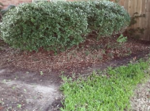 Victoria S.'s Bush Trimming service result