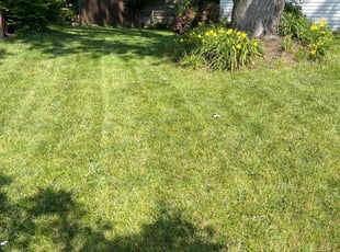 Kim F.'s turf maintenance service result