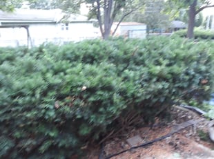 Miriam R.'s Bush Trimming service result