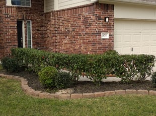 Tran T.'s Bush Trimming service result