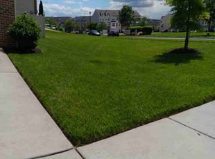 Nashieka S.'s lawn maintenance service result