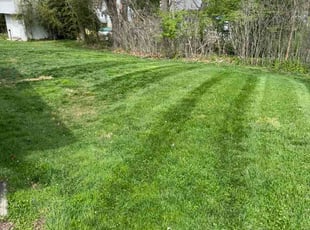 Jason P.'s turf care service result