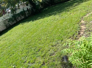Cathleen G.'s lawn care service result