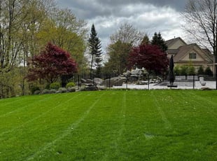 Antonio W.'s lawn service service result
