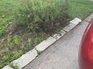 Michael S.'s Bush Trimming service result