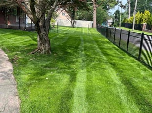 Kenedy D.'s turf care service result