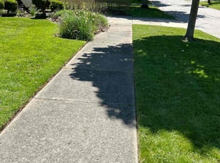 Bunny A.'s grass maintenance service result