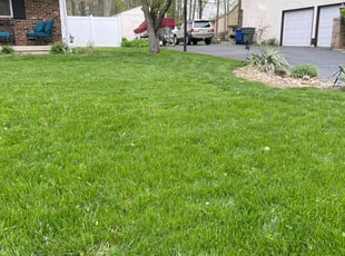 Tom S.'s grass maintenance service result