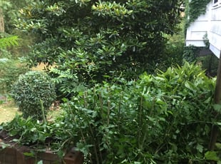 Ann N.'s Bush Trimming service result