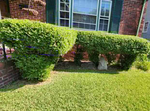 Kari K.'s Bush Trimming service result