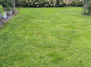 Elba E.'s grass cutting service result