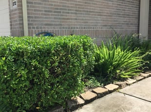Chris L.'s Bush Trimming service result