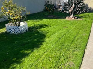 Christopher h.'s turf care service result