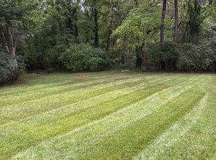 Paul M.'s grass maintenance service result