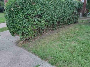 Andrew L.'s lawn care service result