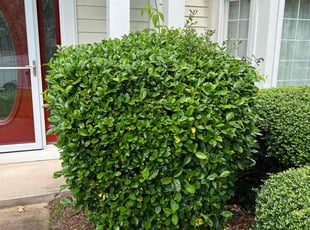 William C.'s Bush Trimming service result