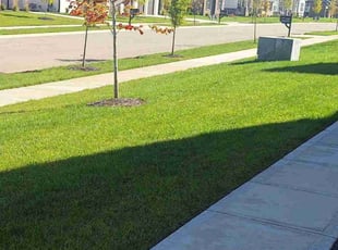 Patrick W.'s grass maintenance service result