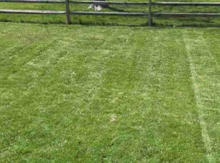 Kristen L.'s lawn maintenance service result