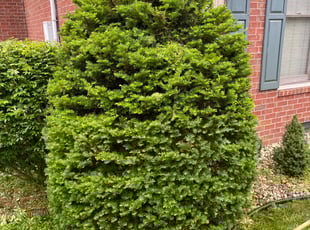 Brooke B.'s Bush Trimming service result