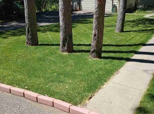 Joseph M.'s lawn care service result