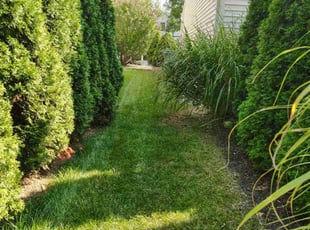 Cassandra S.'s grass cutting service result