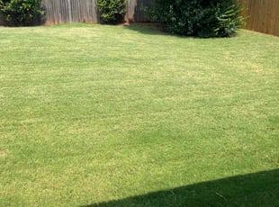 Darlene V.'s turf maintenance service result
