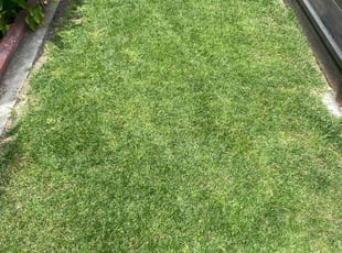 Betty W.'s lawn care service result