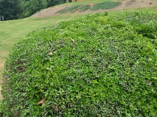Aaron L.'s Bush Trimming service result
