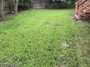 G F.'s turf care service result