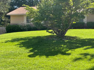Monia S.'s lawn care service result