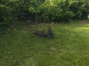 Coffie F.'s Bush Trimming service result
