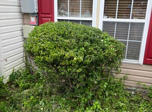 Ken M.'s Bush Trimming service result