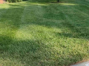 Melisa P.'s grass maintenance service result